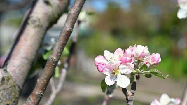 Macro video of bee pollinating pink blossom in spring garden. Delicate blooming fruit tree flowers with pollinator insect on petals, natural seasonal background, soft bokeh