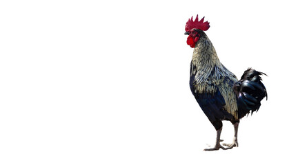Rooster with a vibrant red comb and detailed plumage standing in a proud pose Isolated on a transparent background png file © Aerials Wind
