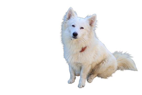 Dog with white fluffy fur sitting and looking at camera with a curious and loyal expression Isolated on a transparent background png file