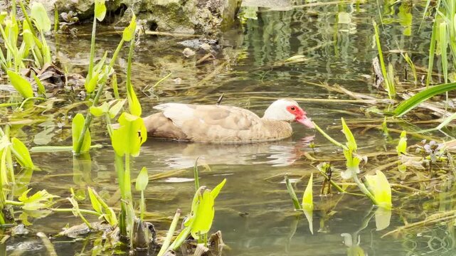 A lively muscovy duck happily splashes and washes itself in the cool wetland water. This refreshing morning routine feels incredibly cheerful, filling the peaceful marsh with vibrant energy.