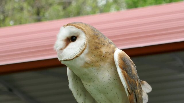 Barn owl bird of prey looking all around portrait close-up