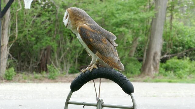 Barn owl of falconer perched and looking around