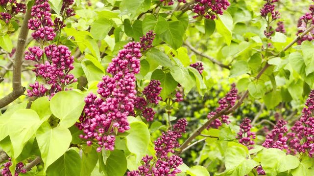 Abundant purple lilac buds cluster together as they prepare to open in a bright garden. The vibrant green leaves and soft raindrops create a peaceful and refreshing feeling of new beginnings.