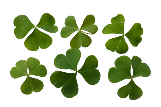Clover leaves in a collection of various shamrock shapes for Saint Patrick Day designs Isolated on a transparent background png file
