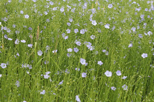 a group flax plants with blue flowers in a field in springtime
