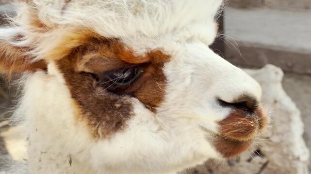 A fluffy spotted alpaca stares thoughtfully into the distance. Its twitching nose makes a faint snuffling sound against the continuous hum of the zoo.