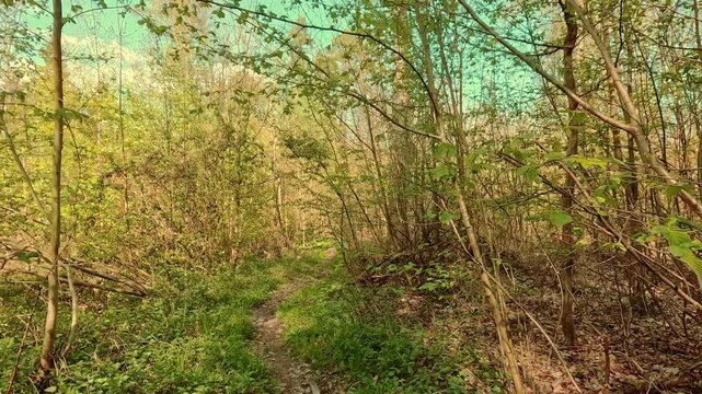 Springtime mood in the forest, walking on forest paths