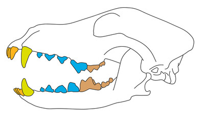 Diagram of a Carnivorous Mammal Dentition: Incisors, Canines, Premolars, and Molars © BAROU ABDENNASER