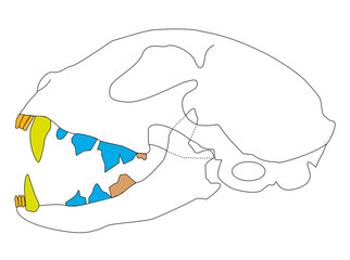 Diagram of a Carnivorous Mammal Dentition: Incisors, Canines, Premolars, and Molars © BAROU ABDENNASER