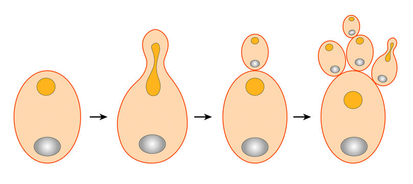 Diagram of Asexual Reproduction in Yeast via Budding