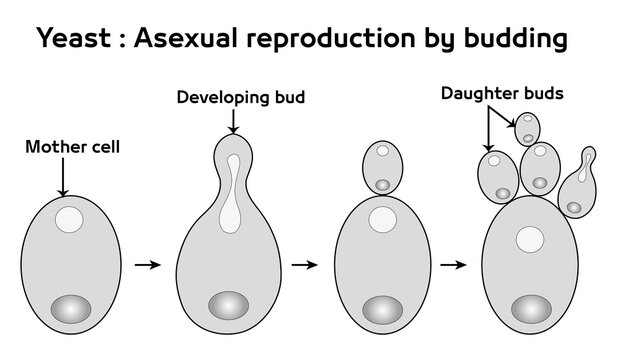 Diagram of Asexual Reproduction in Yeast via Budding