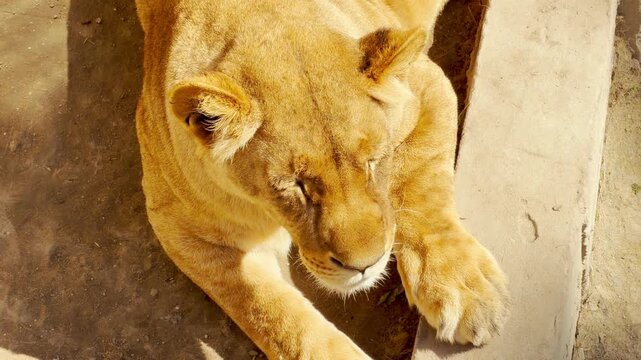 A calm lioness rests her head on her large paws while dozing in the sunlight. Her deep, steady breathing creates a soft, rhythmic huffing sound against the distant hum of the zoo.