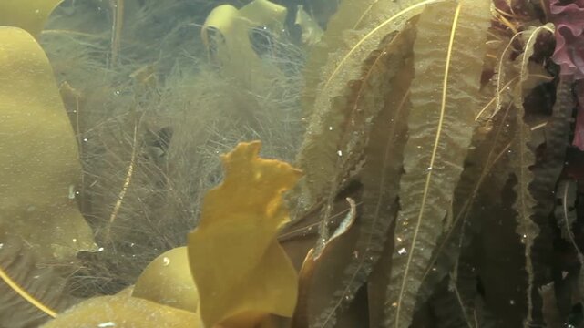 A mesmerizing glimpse into a serene aquatic world. Seaweed fronds dance gracefully, swaying with the currents in this ocean landscape, during a sunny afternoon.