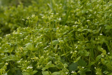 Obraz premium Lush Green Meadow Dense Foliage with Delicate White Wildflowers in Soft Bokeh Background Sunlight Filtering Illuminating Growth and Nature
