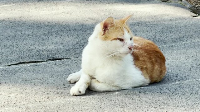 A ginger and white cat curls up on the warm pavement. Its slow, steady breathing creates a faint purring sound that blends into the constant, low hum of the street.