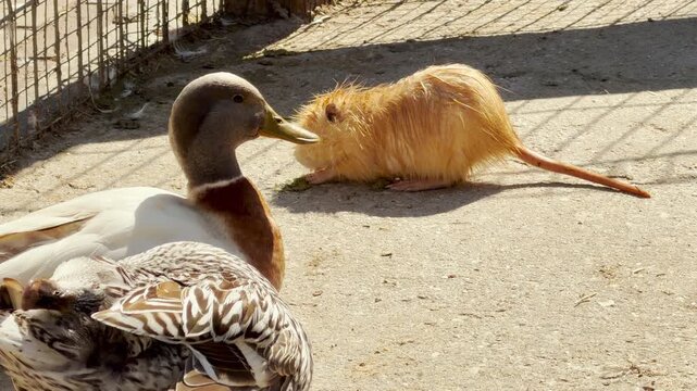 Two ducks watch closely as a small, golden nutria pup nibbles on a snack. Their soft quacking and the nutria's quiet chewing mix with the distant hum of zoo visitors.