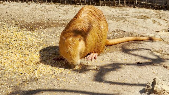 A bright orange nutria lowers its head to eat scattered grain on the ground. This quick nibbling action creates scratching sound. The constant, ambient hum of zoo visitors echoes in the background.