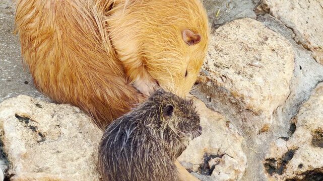 A golden nutria gently grooms its dark-furred pup atop large stones. Their wet fur creates soft, damp brushing noises against the rocks amidst the steady, distant hum of the zoo.