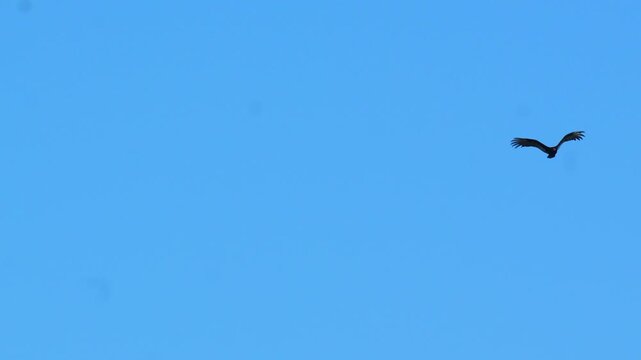 turkey vulture (Cathartes aura) soaring and circling through a vast clear blue sky during bright daylight in the wilderness in 120fps 4K Slow Motion
