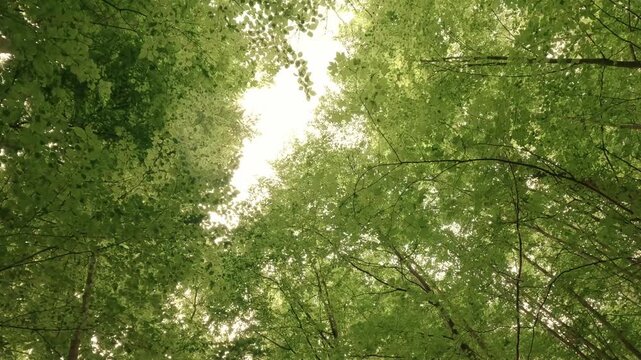 Inside a forest gorge: atmospheric, close to nature, and fairytale-like, Leaves, Trees