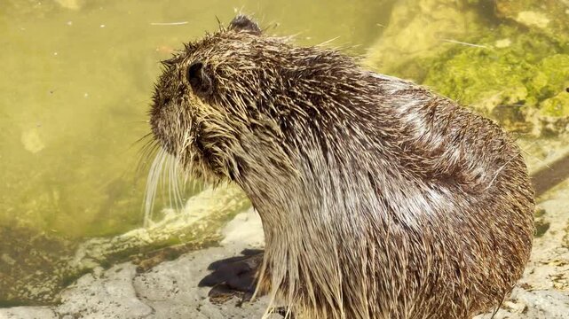 A soaking wet nutria stands still on a rocky ledge. Its damp fur creates a soft, dripping sound as water falls into the pond. The steady, ambient hum of zoo visitors echoes in the background.