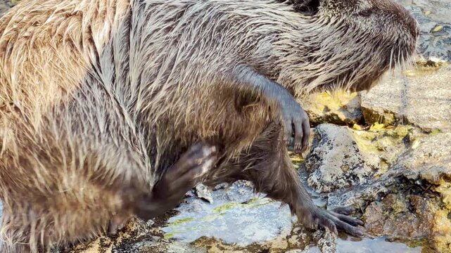 A small nutria sits on rocks and rubs its face with wet paws to clean itself. This quick movement creates a soft, splashing sound. The steady, ambient hum of park visitors echoes in the distance.