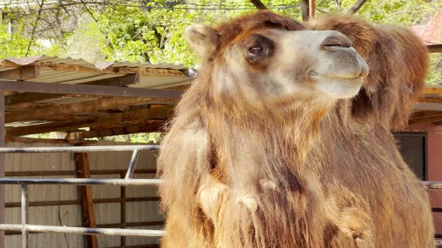 A fluffy camel tilts its head while chewing its meal. This steady jaw movement creates a rhythmic, wet grinding sound. In the distance, the ambient hum of zoo visitors fills the warm air.