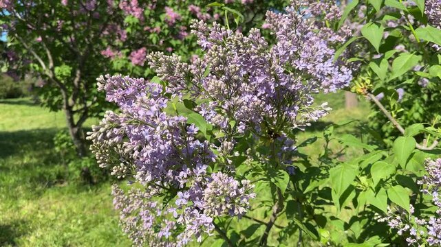 Lilac garden beautiful syringa blossom.