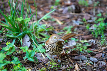 Obraz premium Brown Thrasher on the Lawn in Spring