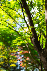Fototapeta premium Fresh Green Maple Leaves on a Tree Branch with Soft Bokeh Background