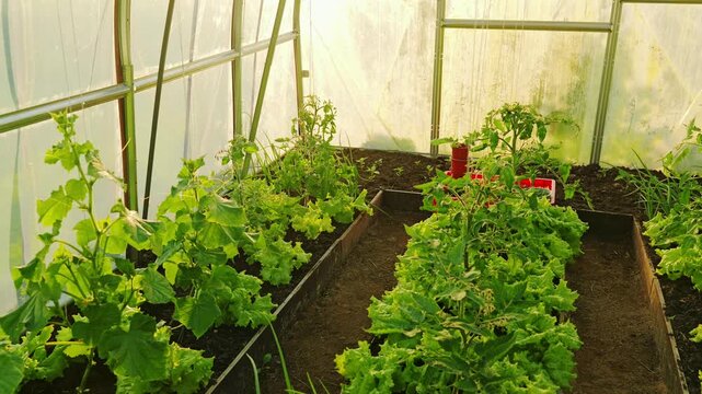Latvia rural greenhouse interior with cucumbers and tomatoes thriving in soil