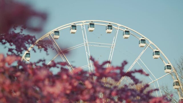 Camera shifts focus from wheel to sakura flowers, spring atmosphere, Riga