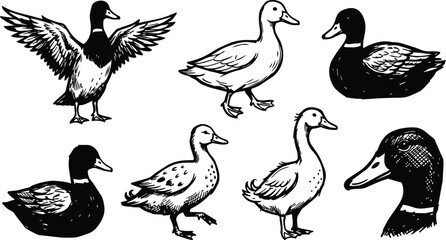 Obraz premium Black and white line art duck head and eight poses showing standing swimming and flying views