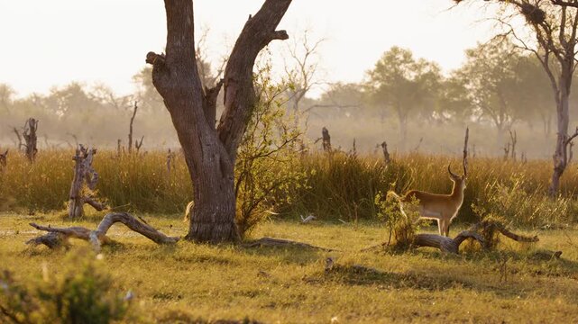 The lechwe, red lechwe, or southern lechwe (Kobus leche) is an antelope found in wetlands of south-central Africa. 
