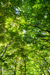 Fototapeta premium Green Maple Tree Leaves and Branches Forming Dense Canopy in Park, Peaceful Spring Background for Travel and Lifestyle Concept
