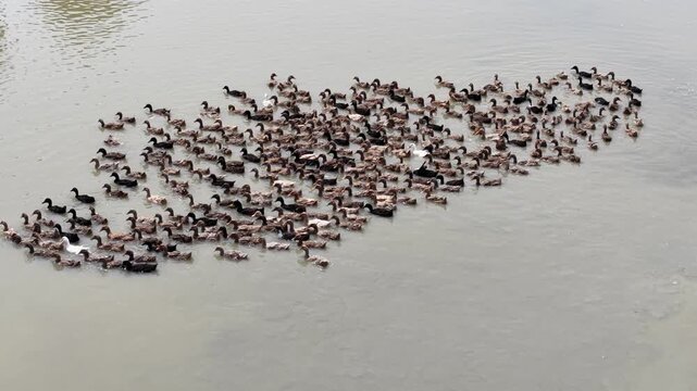 Wildlife Scene With Ducks Floating In Pond arial view