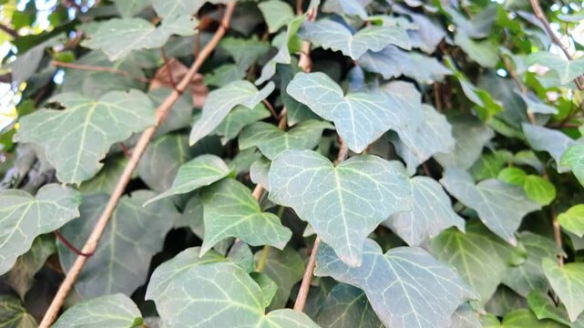 Detailed closeup of common english ivy hedera helix leaves with three lobed shape and prominent veins texture.