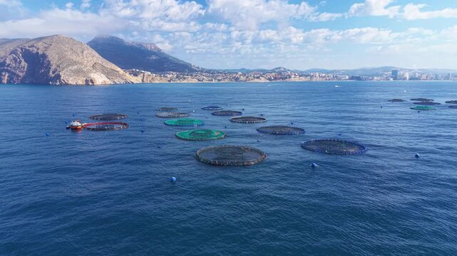 Offshore aquaculture facility with multiple circular floating net cages anchored in deep blue Mediterranean waters near Spanish coastline, with mountain backdrop and coastal town visible