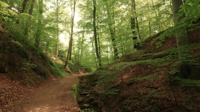 Deep within a forest gorge&mdash;atmospheric, close to nature, and fairytale-like