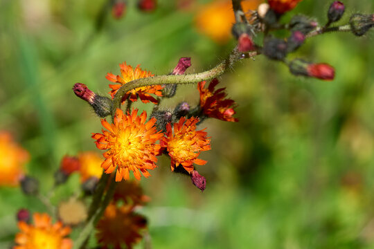 Orange hawkweed beautiful flower in a mountainous area.