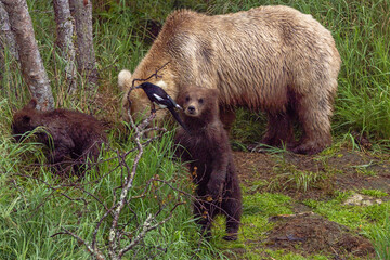 A Kodiak brown bear sow with two spring cubs encountering a black-billed magpie in Katmai National Park, Alaska © htrnr