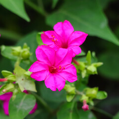 Obraz premium A stunning macro photograph capturing the intricate details of vibrant pink Four O'Clock flowers (Mirabilis jalapa) blooming in a lush green garden setting.