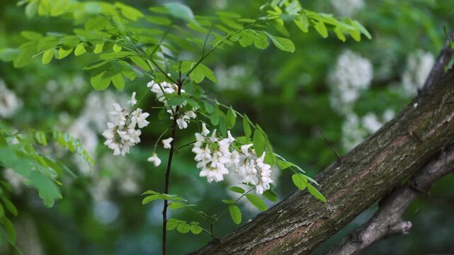 White Acacia Blossoms Swaying on Branch in Spring Forest with Wood Trunk Background