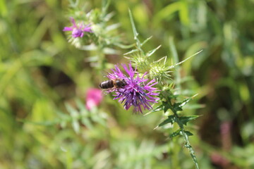 Bee Collecting Nectar from Purple Thistle Flower © cherif