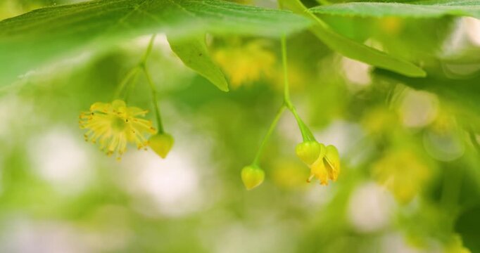 Blooming Linden Tree Flowers Close-up for Herbal Tea and Natural Medicine Concepts