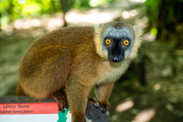 Fototapeta premium Common brown lemur perches on a wooden sign in Nosy Be