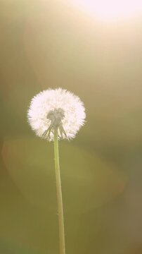 Vertical Video of Fluffy Dandelion Seed Head in Golden Sunset Light with Beautiful Lens Flare