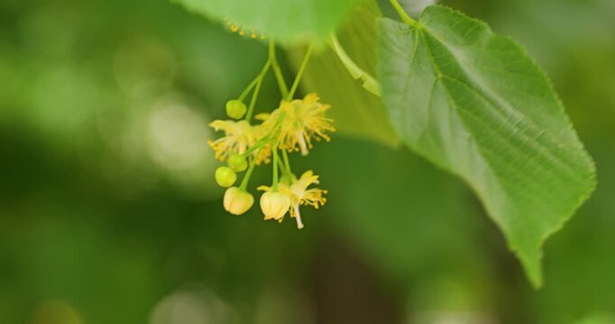 Linden Blossoms with Green Leaves and Copy Space for Herbal Medicine Design