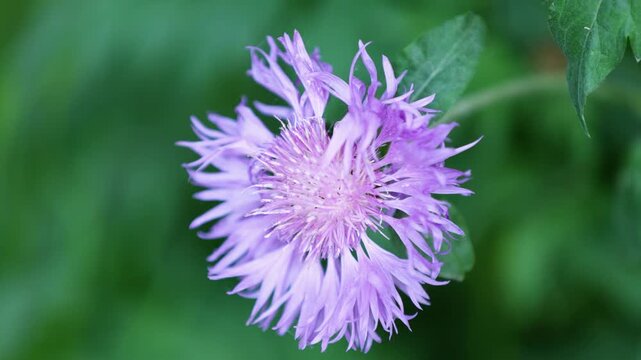 Purple Cornflower Blooming in Garden Close-up Macro, Soft Natural Sunlight Background