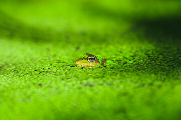 Hidden in Green © Maxomoto